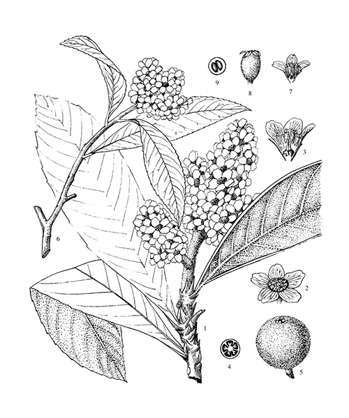 Natural compounds from  Eriobotrya japonica